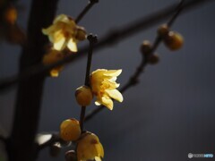早咲き蠟梅～ⅲ