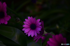 卯月花ー忍ぶ恋ー１