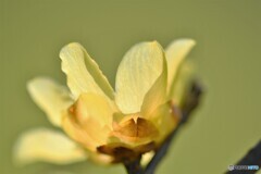 早咲き蠟梅～ⅱ