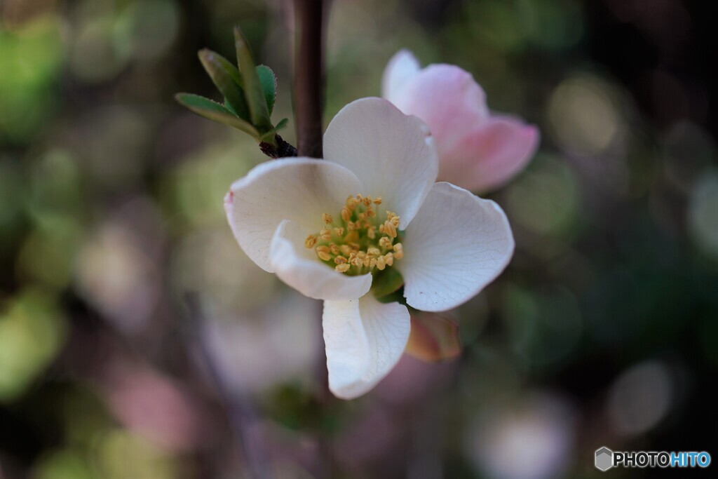 如月の花達～ⅱ