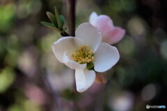 如月の花達～ⅱ