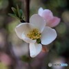 如月の花達～ⅱ
