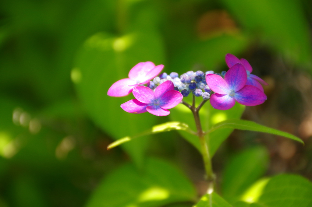  横浜イングリッシュガーデン－８