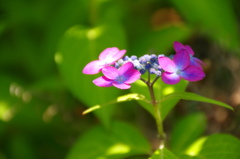  横浜イングリッシュガーデン－８