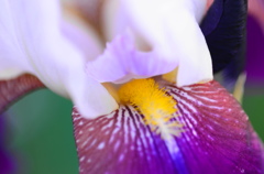 菖蒲ー９