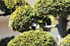 四十雀３姿～①