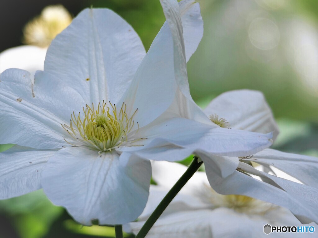白の旅人の喜び