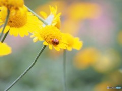 ホシの虫、、、。
