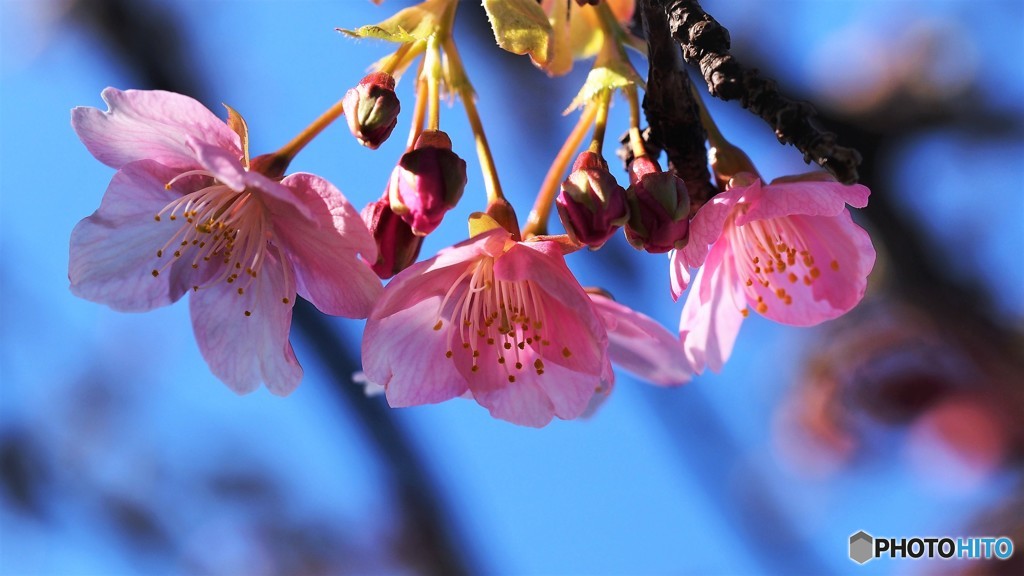 汐入、河津桜～Ⅴ