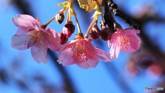 汐入、河津桜～Ⅴ