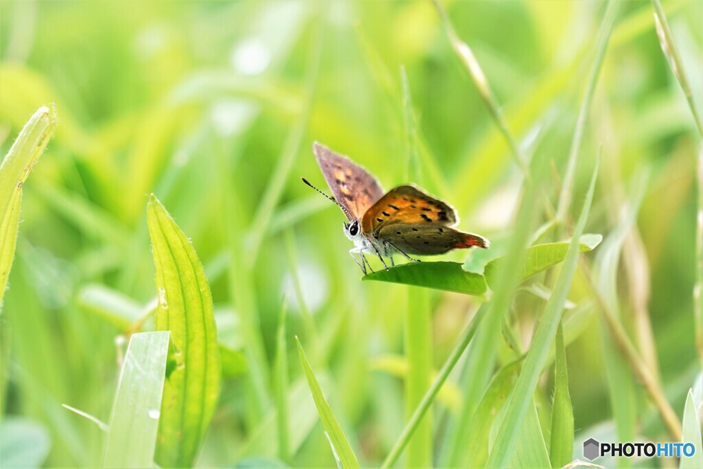 紅が咲く～Ⅱ