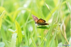 紅が咲く～Ⅱ