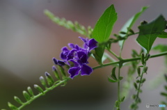 ベランダの花ー３
