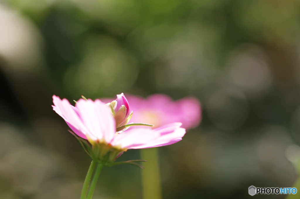 葉月花ー39