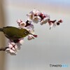 豊後梅とメジロの7年前～ⅱ