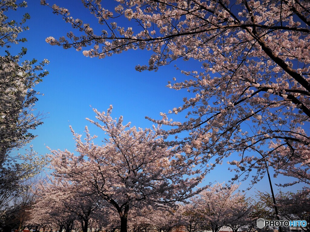快晴桜