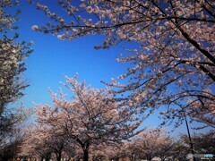 快晴桜