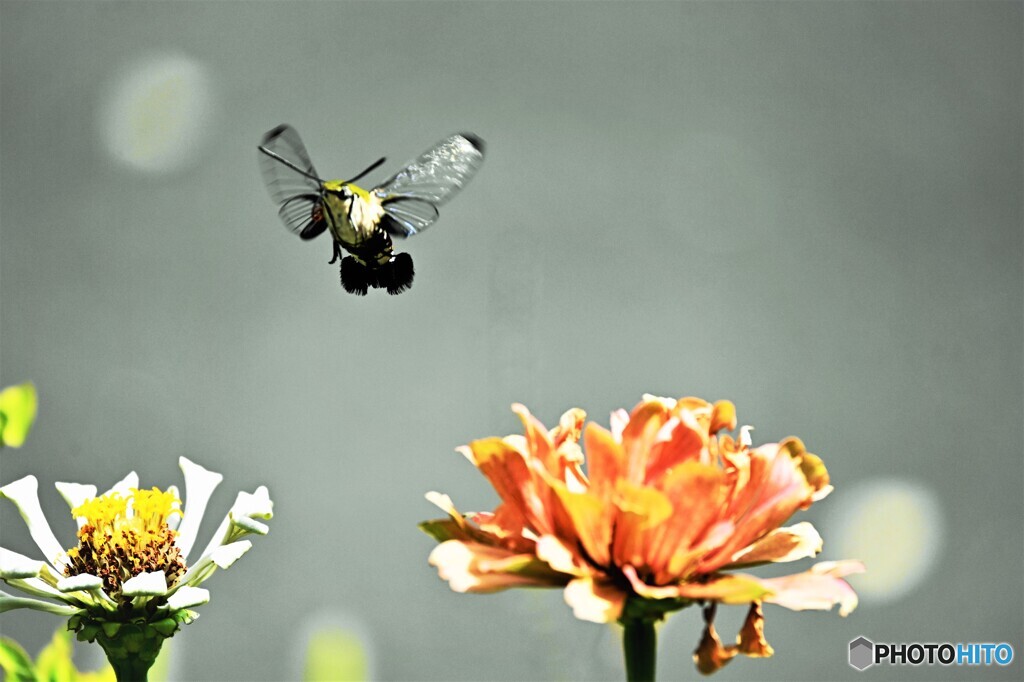 透かし翅の舞～ⅱ