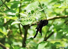 試し撮りの生物園～ⅶ