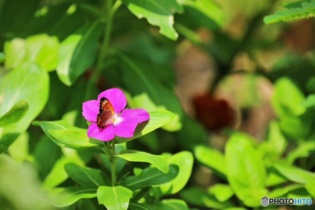 花の中に華