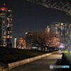 オオカンザクラ夜桜～ⅰ