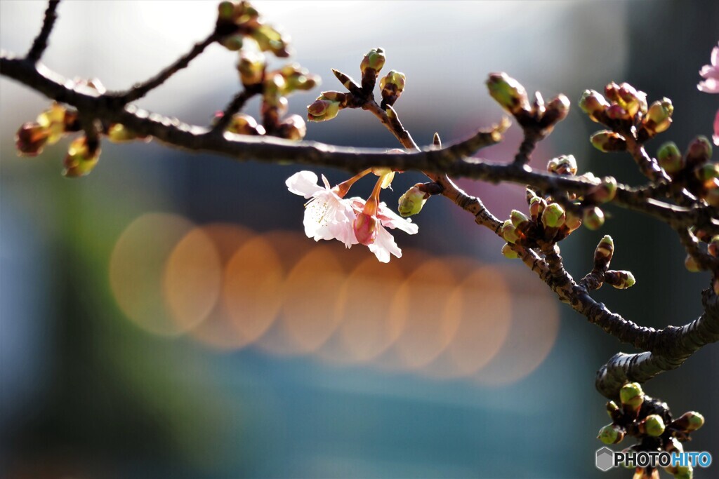 花だより～ⅺ