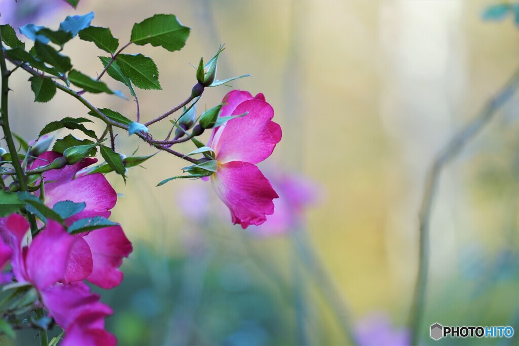 残る秋～好きな薔薇