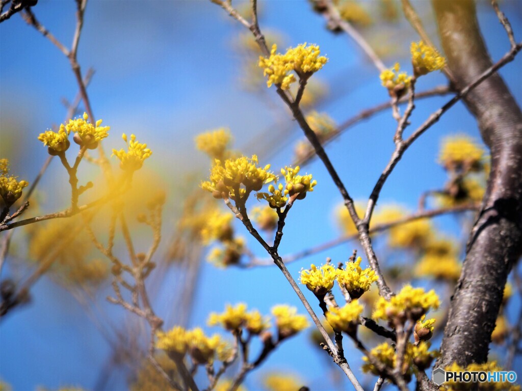 如月の花達～ⅳ