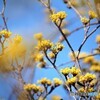如月の花達～ⅳ