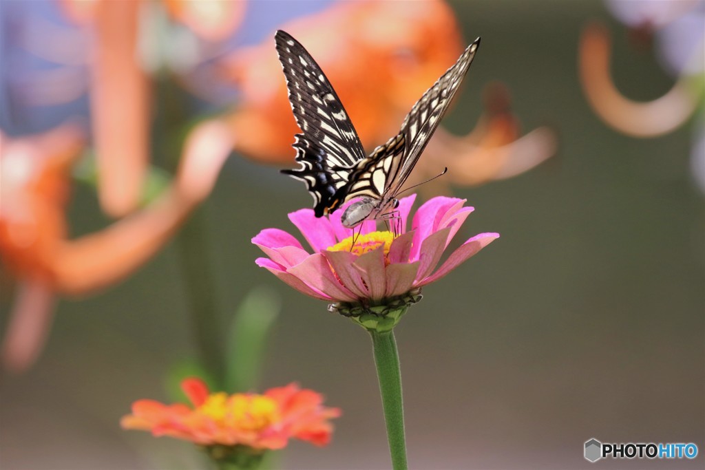 ダンサーの如く～③