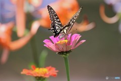 ダンサーの如く～③