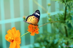 ツマグロヒョウモンの舞ー７