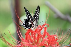 アゲハと彼岸花～⓸