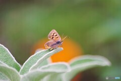 雨上がりの蝶達、、、②