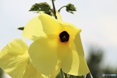 大きな顔で恥ずかしい～、、、。
