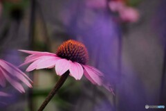 梅雨に咲く～ⅱ