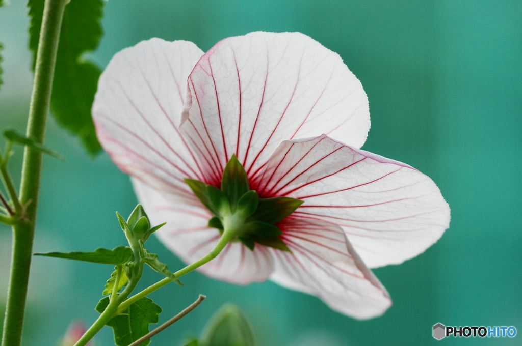葉月花ー32