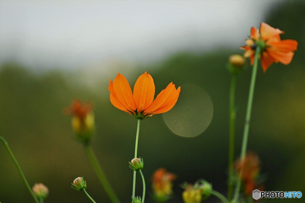 黄花