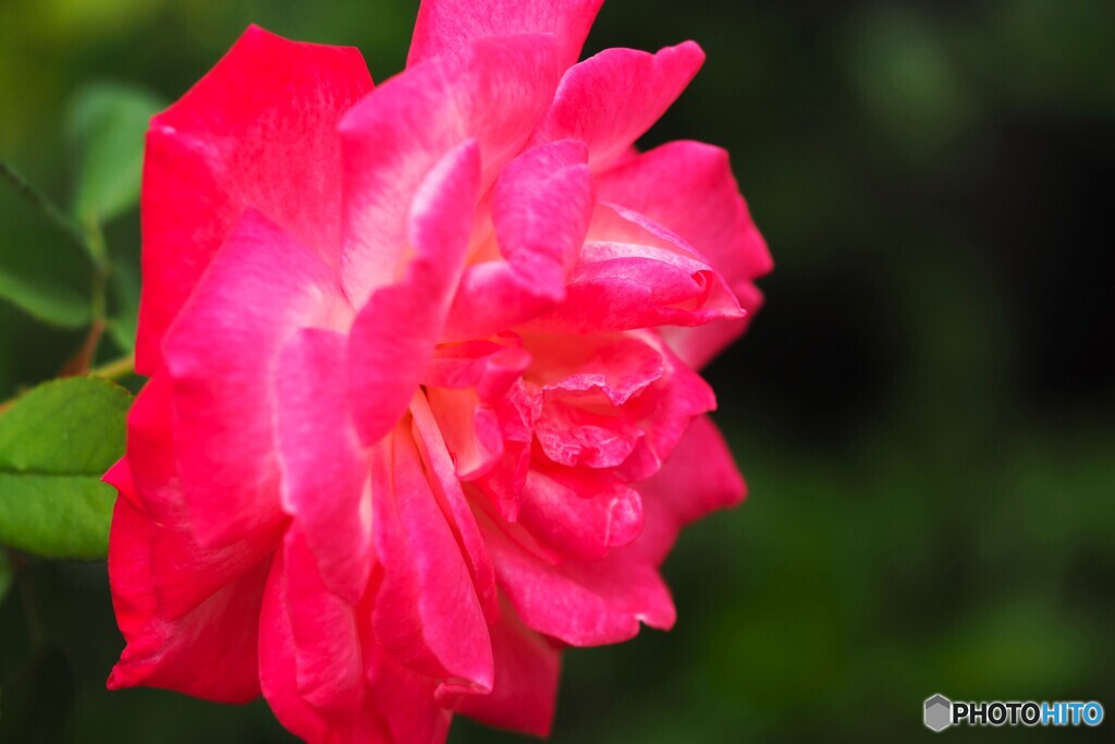 公園で見た薔薇