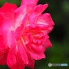 公園で見た薔薇