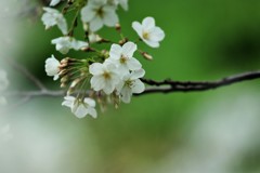 平成最後を咲く桜達～ⅸ