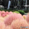 川口市立グリーンセンター⑪