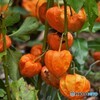 紅く実る