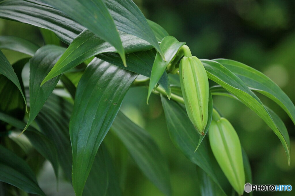 鬼の蕾
