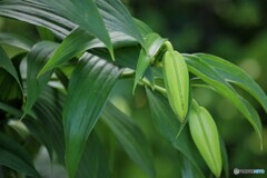 鬼の蕾