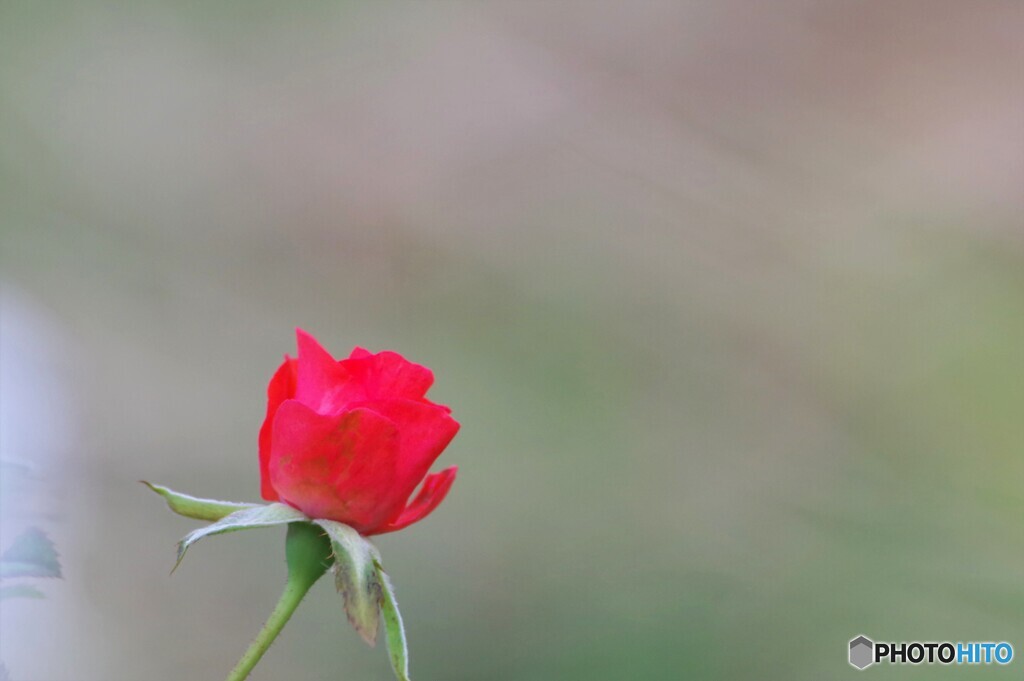 passion