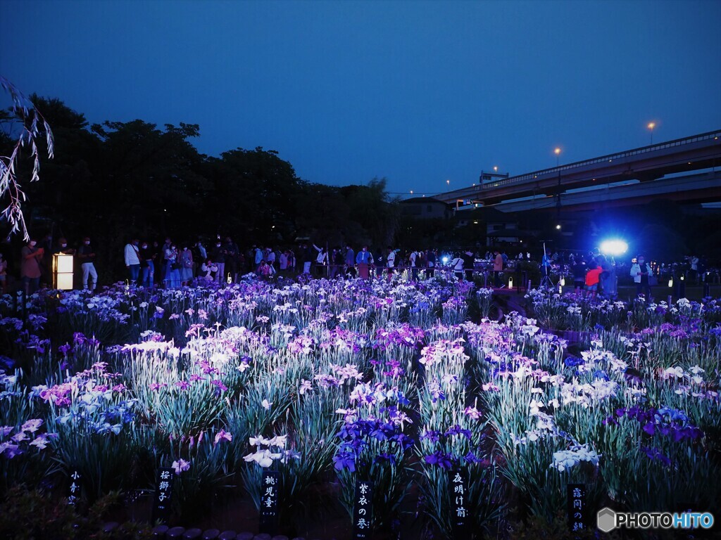 夜の菖蒲園～ⅵ