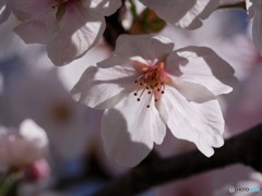 平成最後を咲く桜達～xxx