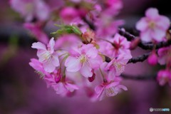 河津さくラ～、、、ⅱ
