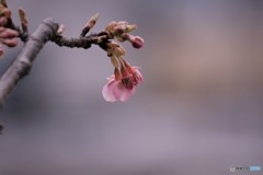 汐入、河津桜ⅵ